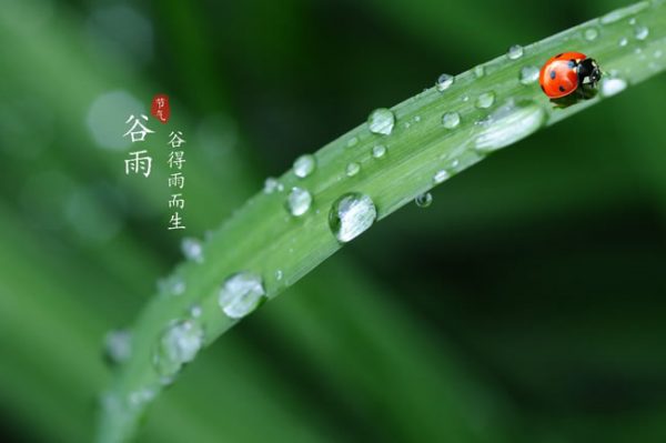 Grain Rain en China